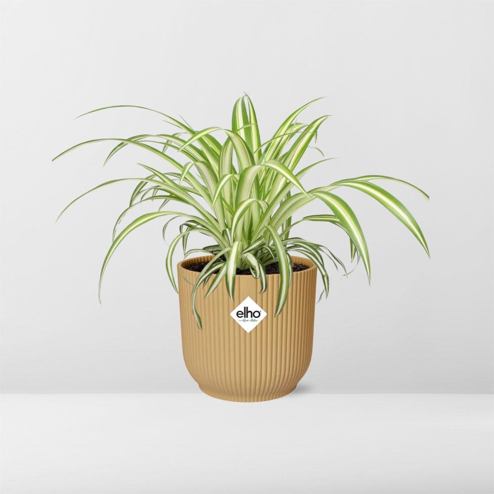 Détail des racines et du pot de la plante araignée