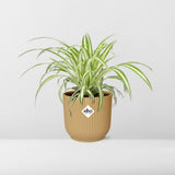 Détail des racines et du pot de la plante araignée