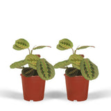 2x Maranta Fascinator - Pijlwortel - 20cm - Ø12