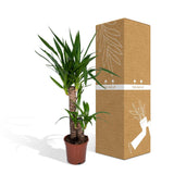 Yucca Elephantipes - Lys Palmier - Ø17cm - ↕85cm