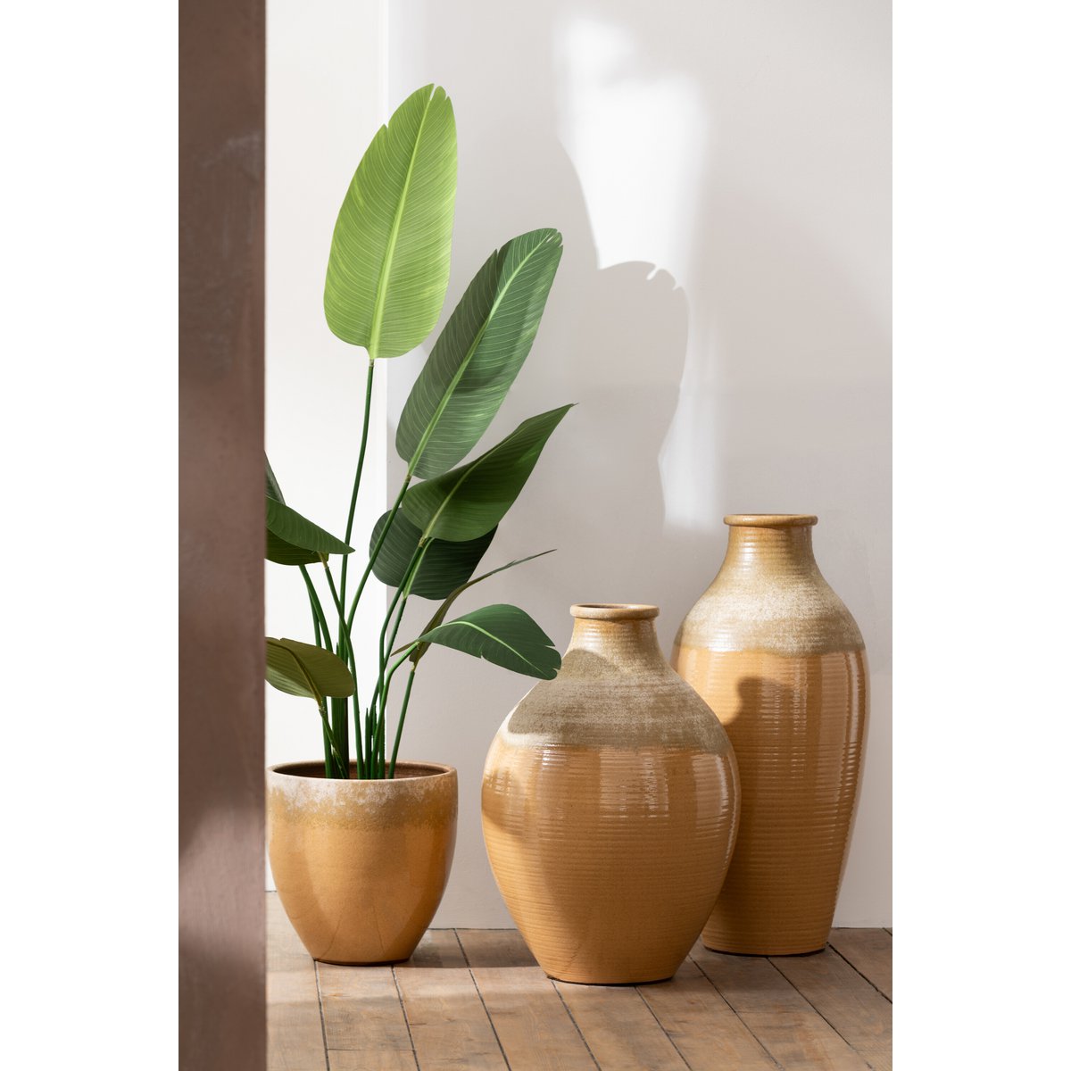 Plante Strelitzia dans un salon moderne