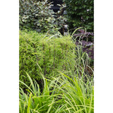 Carex Morrowii Irish en pot 19 cm vert