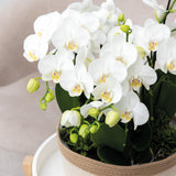 Panier en coton blanc tressé