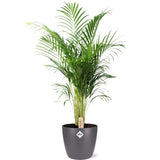 Dypsis Lutescens (Areca) - Ø24cm - ↕110cm + pot Bruxelles D25x23cm - Antraciet