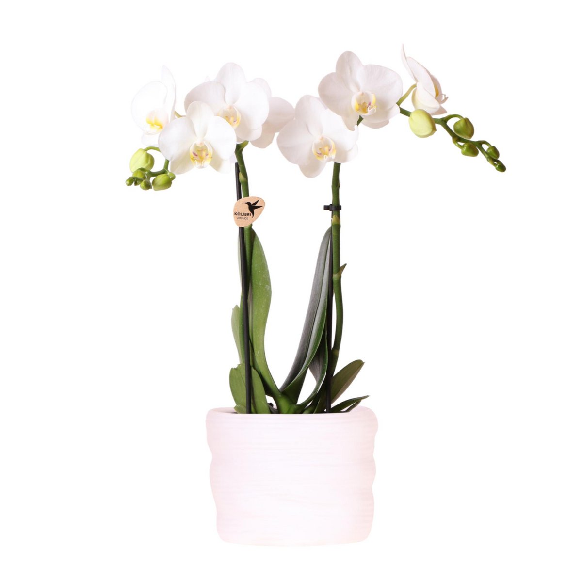 Orchidée Amabilis blanche dans pot COMO élégant avec système d'arrosage