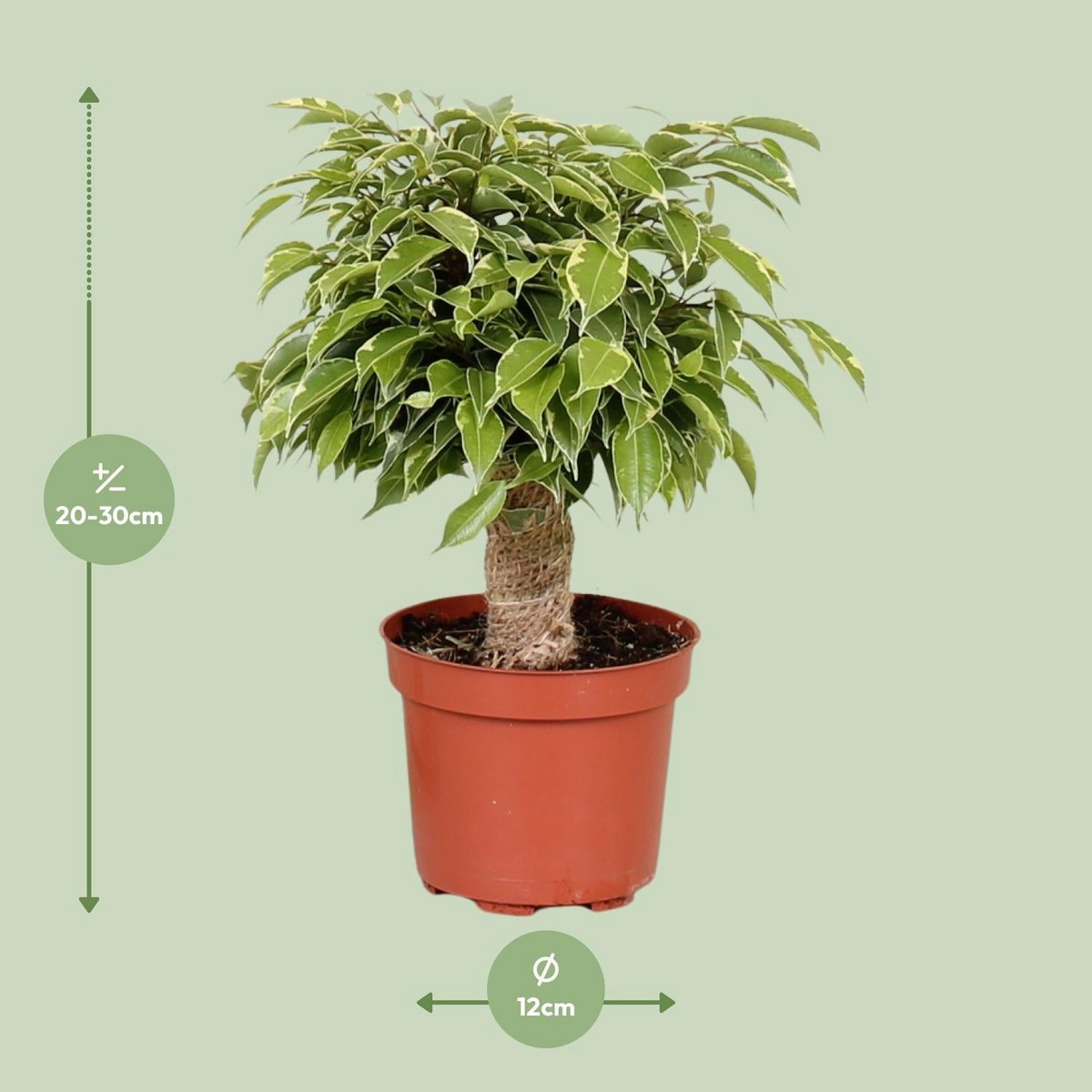 Détails des feuilles brillantes du Ficus Benjamina Kinky
