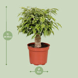 Détails des feuilles brillantes du Ficus Benjamina Kinky