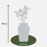 Rubus fruticosus 'Black Satin' sans épines Ø13 cm hauteur 45 cm