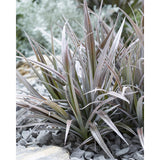 Astelia 'Red Shadow' en pot 19 cm cuivre rouge