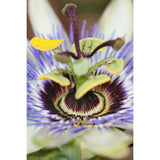 Passiflora bleu - ↨65cm - Ø15