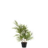 Palmier de montagne J-Line, ambiance salon moderne
