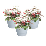 Lot de 3 plantes Gaultheria Big Berry en pot blanc Ø10 cm