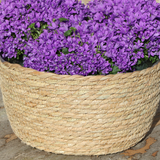Échelle en osier avec campanulas violettes en pot 12 cm