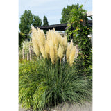Cortaderia Selloana 'Evita' - Ø19cm - ↕60cm