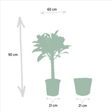 Lot de 2 plantes Ficus elastica et Alocasia vertes