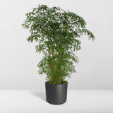 Polyscias fruticosa - Aralia - Ø21cm - ↕75cm