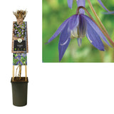 Clematis Alpina +3.0 Label - Ø17cm - ↕75cm