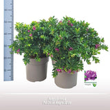 Polygala Struik - Ø24cm - ↕50cm
