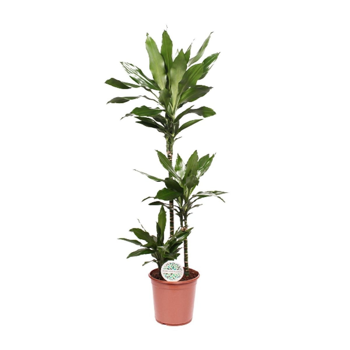 Dracaena Janet Lind - Plante d'intérieur avec feuillage vert luxuriant