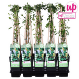 Plante lonicera japonica halliana grimpante Ø15 cm 65 cm