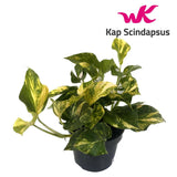Plante scindapsus N'Joy doré Ø12 cm