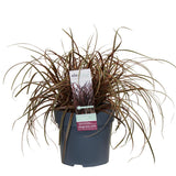 Inconnu rouge Everflame - Ø19cm - ↕40cm - Ø14 - ↨30cm