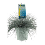 Plante Festuca glauca bleue Ø23 cm