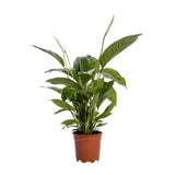 Spathiphyllum Bingo Cupidon - Ø19cm - ↕80cm