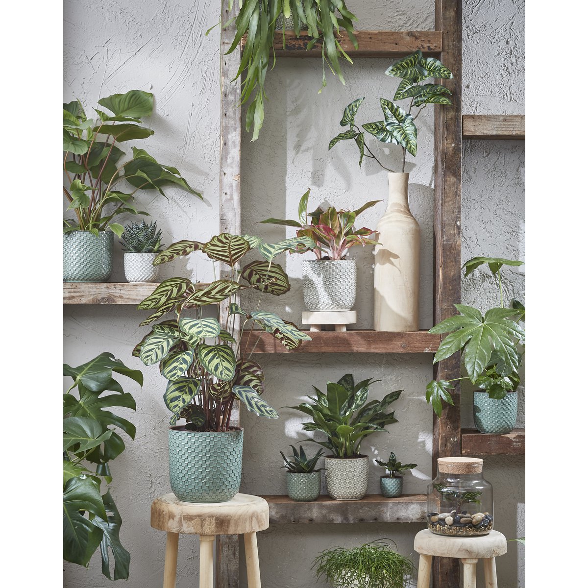 Pot Daan Wit en situation avec des plantes d'intérieur