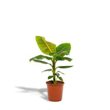 Musa Dwarf Cavendish - Plante d'intérieur avec feuilles vertes et violettes