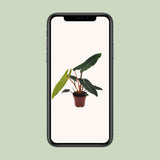 Philodendron Bilietiae - Ø12cm - ↕25cm