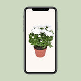 Chrysanthemum Brave - Ø12cm - ↕26cm