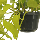 Lot de 2 Epipremnum pothos doré - Ø15 cm - 25 cm