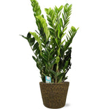 Zamioculcas zamiifolia en pot noir, feuillage brillant et vert profond