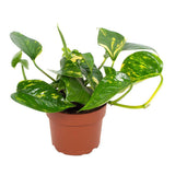 Plante Epipremnum Hawaiian en pot Ø12 cm 15 cm
