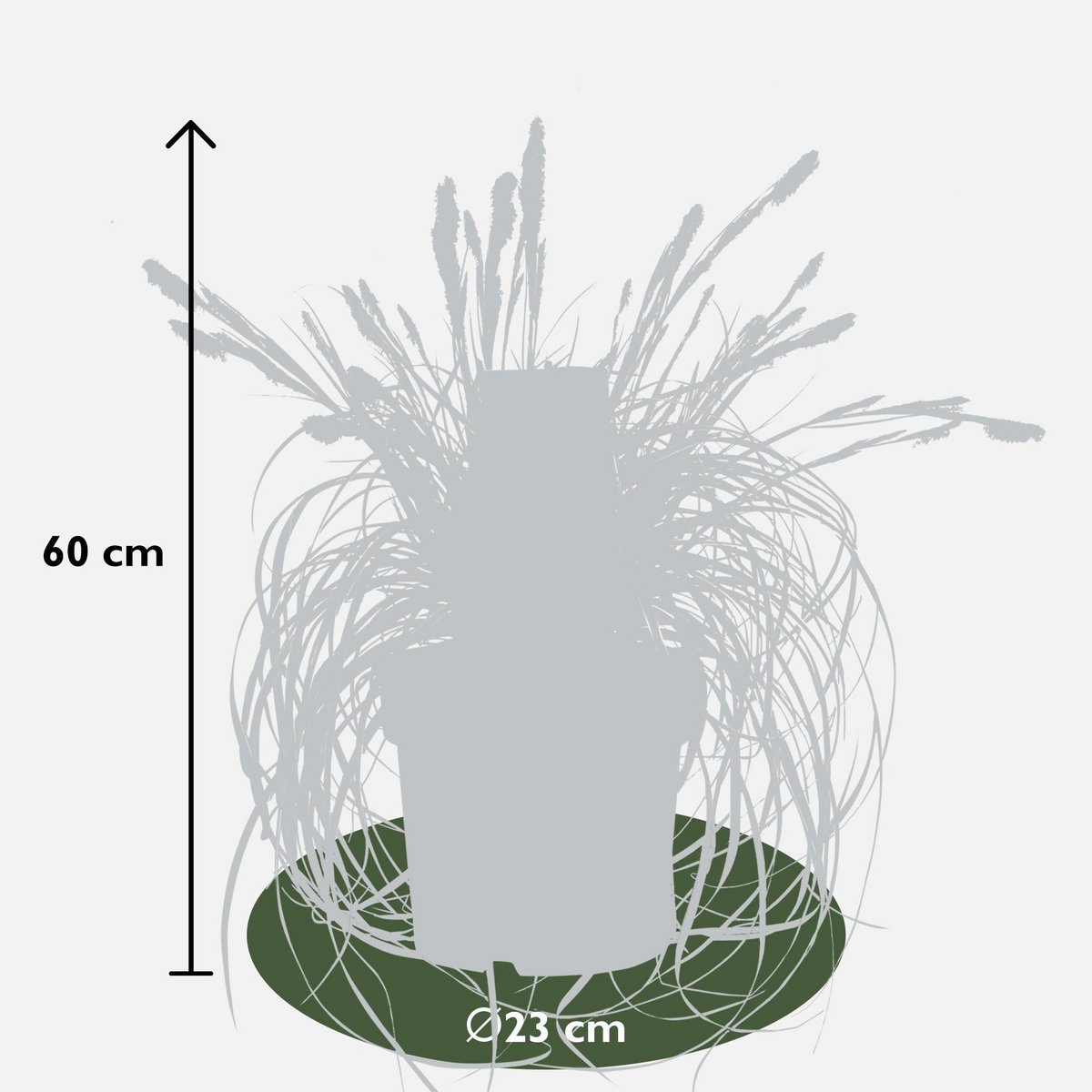 Vue d'ensemble de la Carex Feather Falls dans un jardin