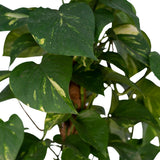 Bâton de mousse Epipremnum Aureum - Lierre dragon - ø15cm - ↕60cm