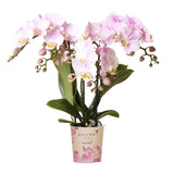 Orchidée Phalaenopsis rose Portugal en pot Ø9 cm