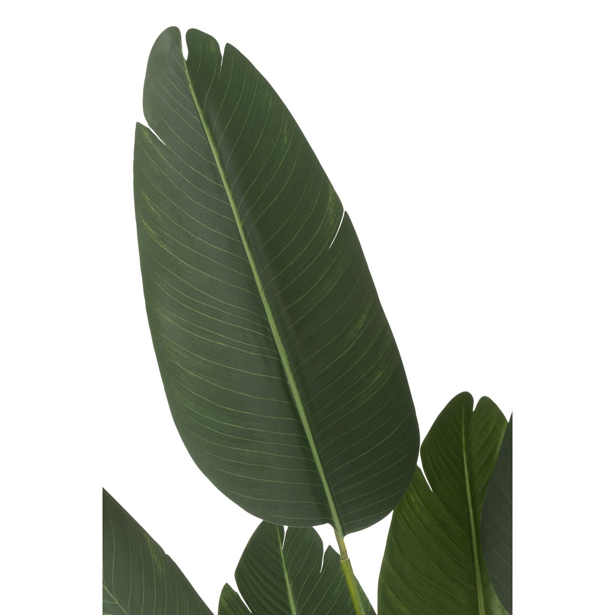 Plante artificielle Strelitzia J-Line en vert, vue d'ensemble