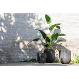 Détail des feuilles de la plante Strelitzia J-Line