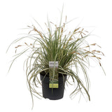 Carex Hachijoensis Evergold - Ø19cm - ↕40cm - Ø14 - ↨30cm