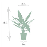 Trio de plantes Alocasia Zebrina, Cucullata et Lauterbachiana