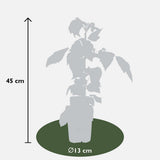 4x - Rubus ID. Twotimer Mix - ↨45cm - Ø13