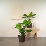 Monstera Deliciosa - ↨75cm - Ø21cm + musa nain cavendish - ↨85cm - Ø21cm