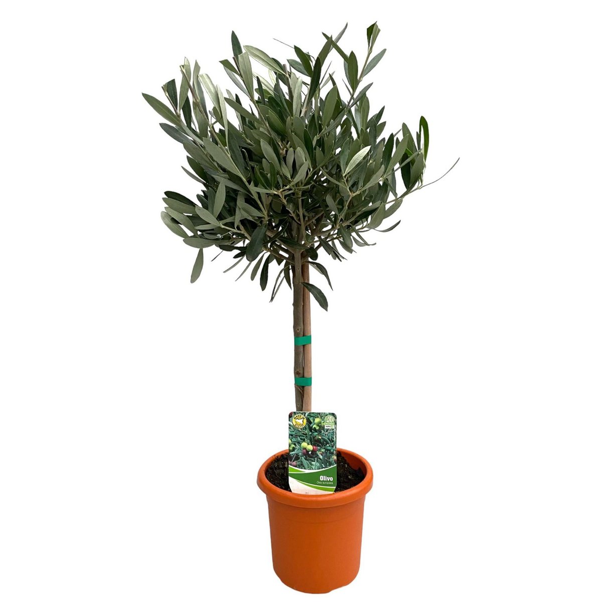 Olea Europaea 'OP Stam' - Plante élégante avec tronc sculptural et feuillage vert