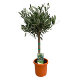 Olea Europaea 'OP Stam' - Plante élégante avec tronc sculptural et feuillage vert