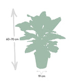 Calathea Zebrina - Ø19cm - ↕80cm