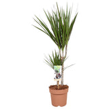 Dracaena Marginata 30-15 - Hauteur 75-85 - Ø17cm - ↕75cm