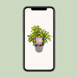Plante rhododendron gold leaf 19 cm