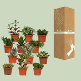 Mélange succulen - 1 Stuk - Ø10,5cm - ↕12cm